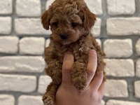 Orijinal garantili Toy Poodle Red Brown