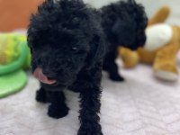 2 aylık siyah inci poodle bebekler
