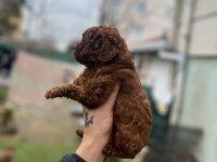 Kore dark red poodle bebekler