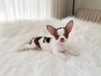 WC eğitimli mini boy chihuahua