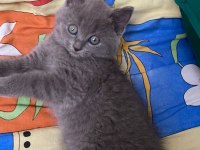British shorthair çok tatlı yavrular