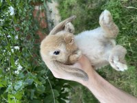 HOLLANDA LOP VE HOLLANDA MİNİ LOP TAVŞANLAR
