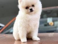 A Class Üst Düzey Pomeranian Yavrular