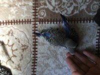 Yavru muhabbet kuşu bulunur damızlık ve çift bulunur