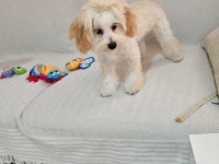 Yurt dışı sebebi kaynaklı maltipoo sahiplendirme
