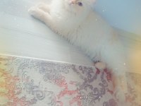 British shorthair beyaz