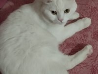 KEDİMİZİ ÜCRETSİZ SAHİPLENDİRME ACİL