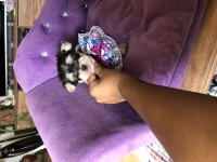 Extreme morkie mini kız