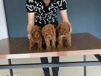 exlusive ret brown toy poodle yavrular wc eğitimli ankara