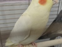 Çift sultan papağanı