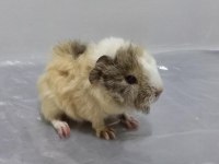 Guinea Pig Yavrular Aynı Gün Set Halinde Teslim