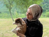Veterinerden Evcil Yavru Tavşanlar Gönderilir