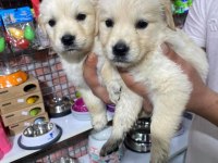 Bebek yüzlü golden retriever köpeklerimiz