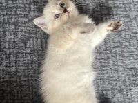 Dişi British Shorthair Yavrular