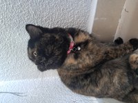 BRİTİSH SHORTHAİR KEDİCİK BALLI HANIM