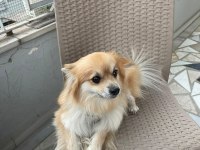 Çipine göre 4 yaşında Aile Köpeğimiz