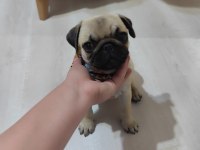 3 aylık yavru pug