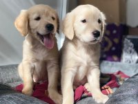 Muhteşem Babyface Golden Retriever Yavrular