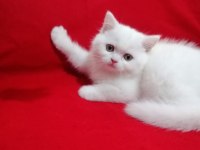 Son kalan dişi oyuncu bebeğim british shorthair