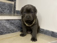 Basık burun cane corso bebekler