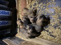 Malinois belçika kurdu yavruları safkan