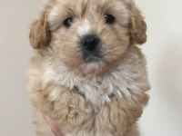 Orjinal kore kan büyümeme garantili maltipoo teacup
