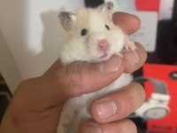 Suriye Hamsteri Bir Erkek