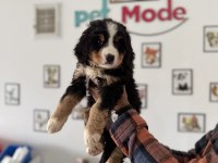 Petmode Köpek Çiftliğinden Bernese Yavrumuz