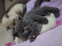British shorthair bebeklerimiz
