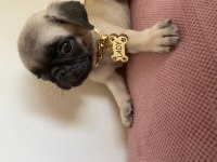 2 aylık kızımız LADY pug