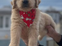 Baby face golden retriever yavrular