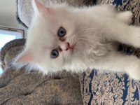 İran persian cinsi kedilerimi sahiplendiriyorum