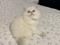 Safkan British Longhair Mavi Göz Erkek