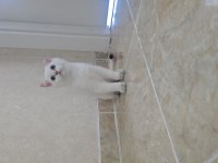 British shorthair golden point