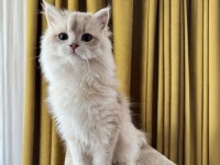 Krem rengi british longhair