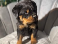 Gerçek Macar rottweiler koca kafa yavrular en iyisi