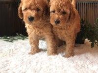 toy poodle bebeklerimiz