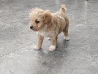MALTİPOO BEBEKLER
