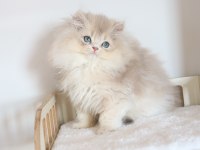 SAFKAN AY11 POFUDUK BRİTİSH LONGHAİR
