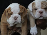 SİTENİN EN RENKLİ BULLDOG YAVRULARI