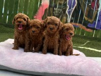 GÜZELLİK ABİDESİ POODLE BEBEKLER