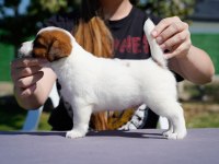 FCI(KIF) Şecereli Safkan Kısa Tüylü Jack Rusell Terrier
