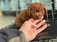 Tea cup kore poodle yavrular petmode den