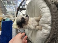 2.5 aylık erkek longhair chihuahua