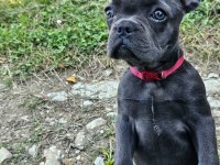 Bakımlı 3.5 aylık eğitimli dişi french bulldog