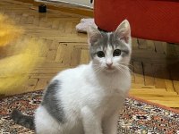 5 aylık yavru tuvalet eğitimi var ısırmaz tırmalamaz