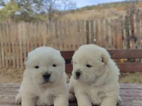 Premium Çin Aslanı Chow Chow Yavruları