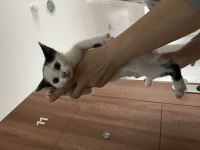 2.5 aylık siyah beyaz yavru kedimiz