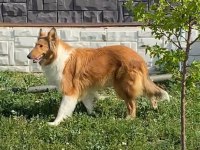 Meşhur İskoç köpeği Leslie