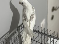 Dişi Zincir Desen 6 Aylık Hevi Sultan Papağanı